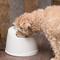 Show in main carousel: IRIS Dog & Cat Two Flow Options Automatic Water Fountain, White, 44-oz slide 9 of 12