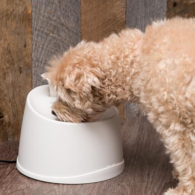 Show full view: IRIS Dog & Cat Two Flow Options Automatic Water Fountain, White, 44-oz slide 10 of 12