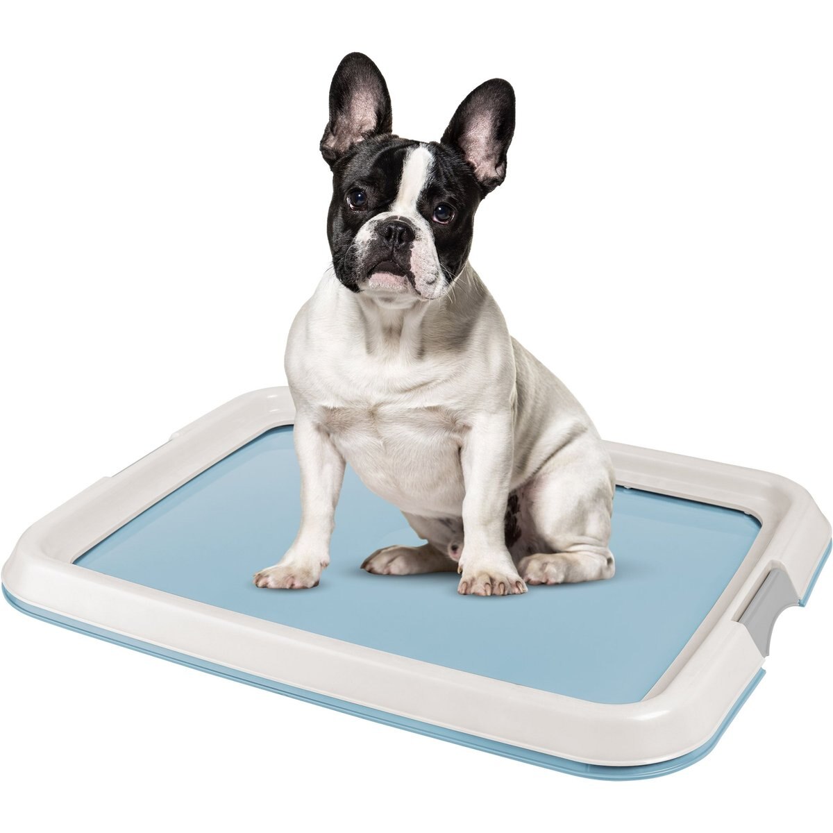 IRIS Non-skid Dog Plastic Training Pad Holder, Blue, Medium