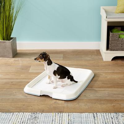 Show full view: IRIS Non-skid Dog Plastic Training Pad Holder, Blue, Medium slide 8 of 10