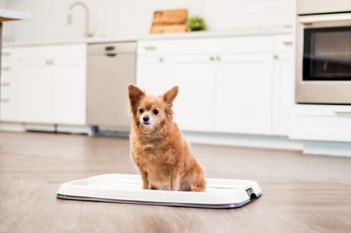 Show full view: IRIS Non-skid Dog Plastic Training Pad Holder, Gray, Medium slide 4 of 10