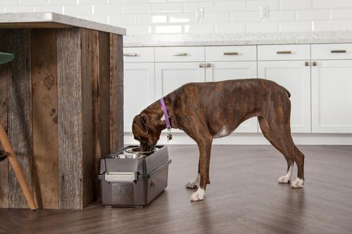 Show full view: IRIS WeatherPro Airtight Elevated Pet Feeder with Food Storage Container & Bowls in Lid, Smoke/Black, 4-cup slide 8 of 12