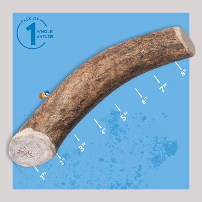 Show full view: Jack & Pup Large Whole Elk Antler Extra Thick Dog Chew, 8-in slide 3 of 8