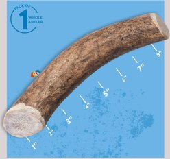 Jack & Pup Large Whole Elk Antler Thick Dog Chew Treats, 8-in slide 2 of 6