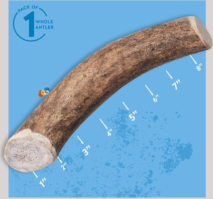 Show full view: Jack & Pup Large Whole Elk Antler Thick Dog Chew Treats, 8-in slide 3 of 7