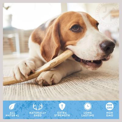 Show full view: Jack & Pup Large Whole Elk Antler Thick Dog Chew Treats, 8-in slide 6 of 7