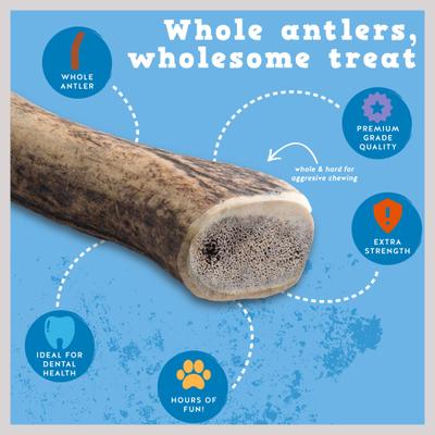 Show full view: Jack & Pup Medium Whole Elk Antler Thick Dog Chew Treats, 6-in slide 5 of 7