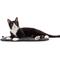 Show in main carousel: Jackson Galaxy Basic Cat Mat Bed, Charcoal slide 2 of 5