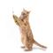 Show in main carousel: Jackson Galaxy Gotcha! Feather Wand Attachment Cat Toy, Green slide 6 of 6