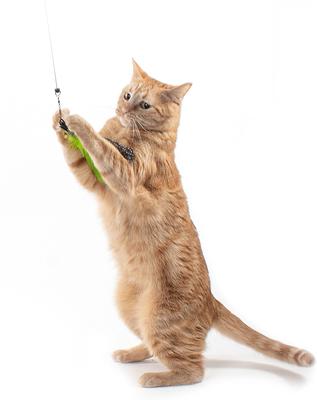 Show full view: Jackson Galaxy Gotcha! Feather Wand Attachment Cat Toy, Green slide 6 of 6