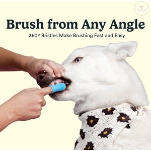 Jasper 360 Dog Finger Toothbrush & Storage Case, 2 count, Clear