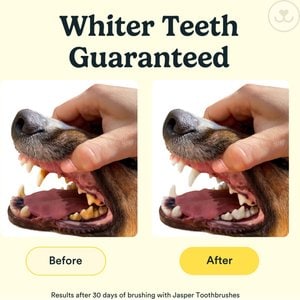 Jasper 360 Dog Finger Toothbrush & Storage Case, 2 count, Clear
