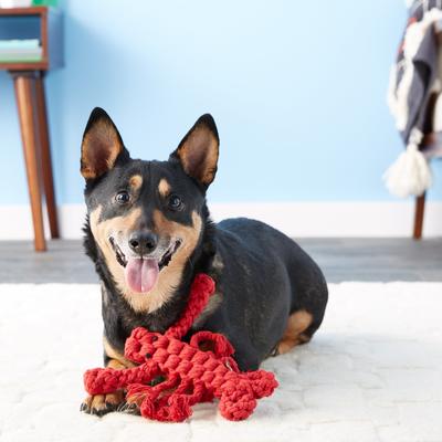 Show full view: Jax and Bones Louie the Lobster Rope Dog Toy, Large slide 4 of 7