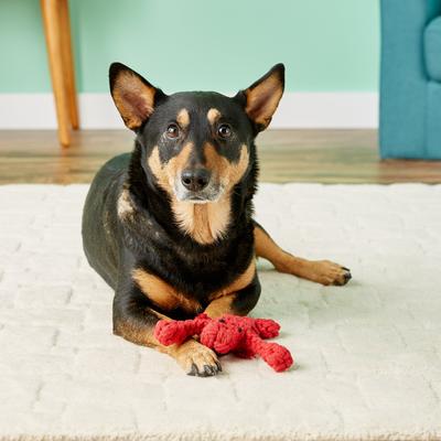 Show full view: Jax and Bones Louie the Lobster Rope Dog Toy, Small slide 4 of 7