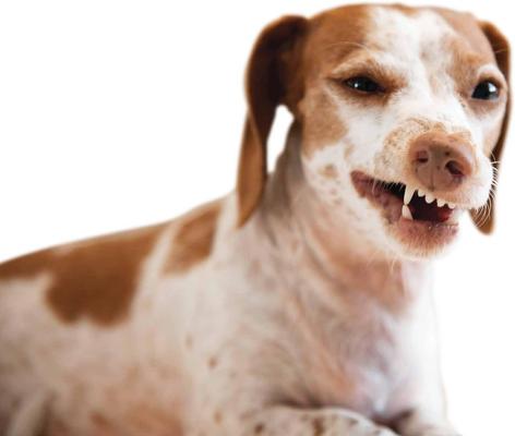 Show full view: Jax & Cali Dog & Cat Dental Wipes, 65 count slide 7 of 10