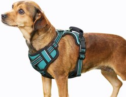 Jespet Goopaws Adjustable Padded Easy Control Lightweight Reflective Dog Harness, Blue, Medium