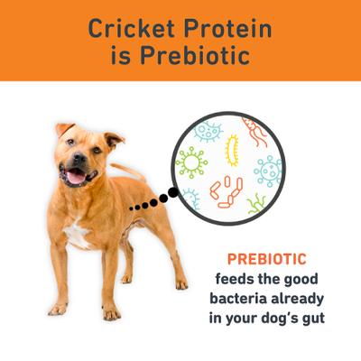 Show full view: Jiminy's Cricket Cookie Pumpkin & Carrot Recipe Chicken-Free Soft Training Dog Treats, 6-oz bag, count slide 9 of 11