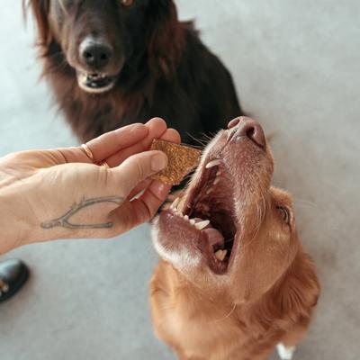 Show full view: Jinx Chicken Sweet Potato Tenders Jerky Dog Treats, 5-oz bag slide 8 of 9