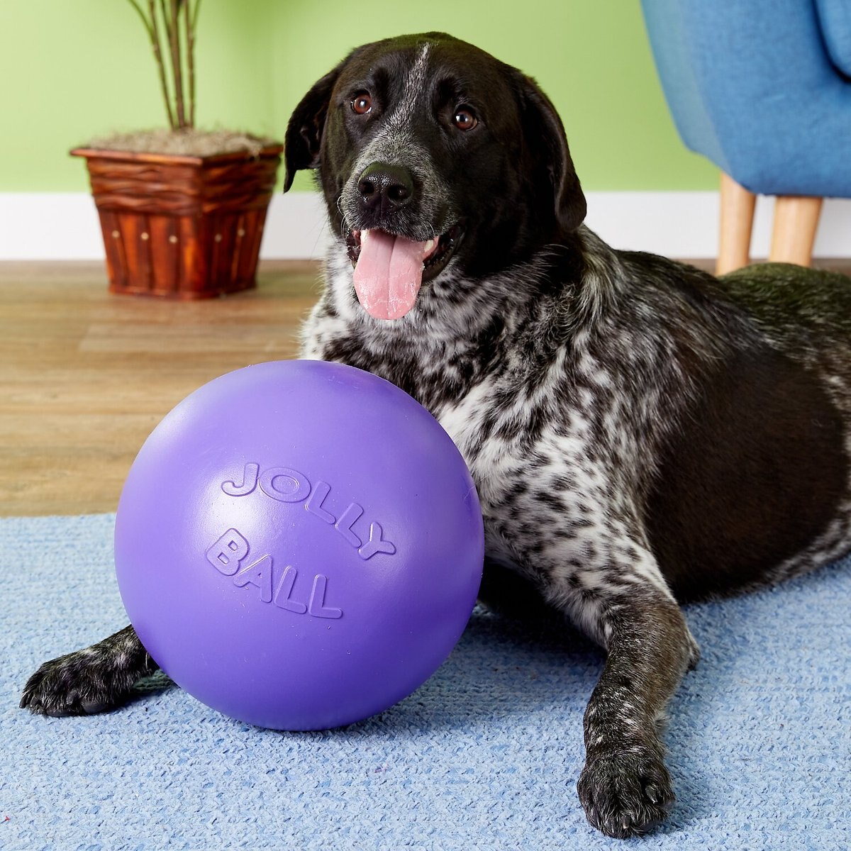 Jolly Pets 10" Push-n-Play Ball Dog Toy