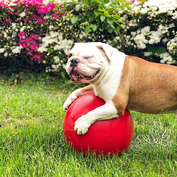 Show full view: Jolly Pets 10" Push-n-Play Ball Dog Toy, Red slide 2 of 6