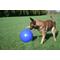 Show in main carousel: Jolly Pets 14" Push-n-Play Dog Toy, Blue slide 3 of 6