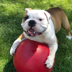 Jolly Pets 14" Push-n-Play Dog Toy, Red slide 2 of 3