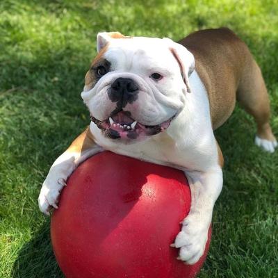 Show full view: Jolly Pets 14" Push-n-Play Dog Toy, Red slide 2 of 5