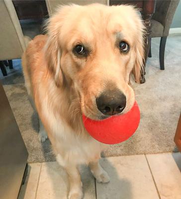 Show full view: Jolly Pets Bounce-n-Play Dog Toy, Orange, 4.5-in slide 2 of 6