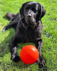 Jolly Pets Bounce-n-Play Dog Toy, Orange, 6-in slide 2 of 4