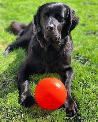 Show full view: Jolly Pets Bounce-n-Play Dog Toy, Orange, 6-in slide 2 of 6