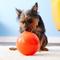 Show in main carousel: Jolly Pets Bounce-n-Play Dog Toy, Orange, 6-in slide 4 of 6