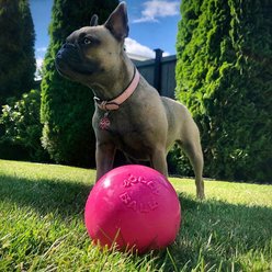 Jolly Pets Bounce-n-Play Dog Toy, Pink, 4.5-in slide 2 of 4