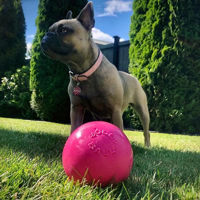 Show full view: Jolly Pets Bounce-n-Play Dog Toy, Pink, 4.5-in slide 2 of 6