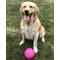 Show in main carousel: Jolly Pets Bounce-n-Play Dog Toy, Pink, 6-in slide 3 of 6