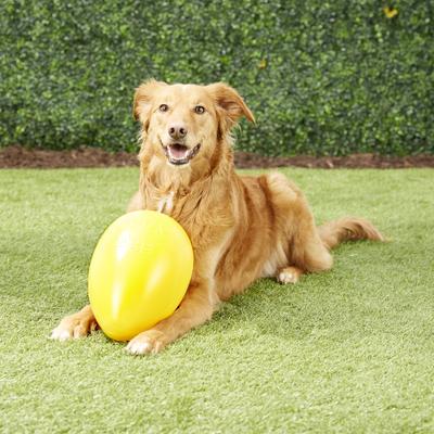 Show full view: Jolly Pets Jolly Egg Dog Toy, Yellow, 12-in slide 3 of 6