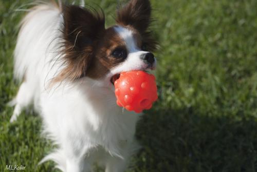 Show full view: Jolly Pets Jolly Jumper Ball Dog Toy, Glow, 3-in slide 3 of 6