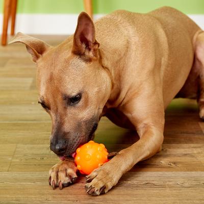 Show full view: Jolly Pets Jolly Jumper Ball Dog Toy, Orange, 3-in slide 5 of 7