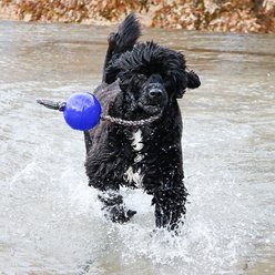 Jolly Pets Romp-n-Roll Dog Toy, Blue, 4.5-in slide 2 of 4