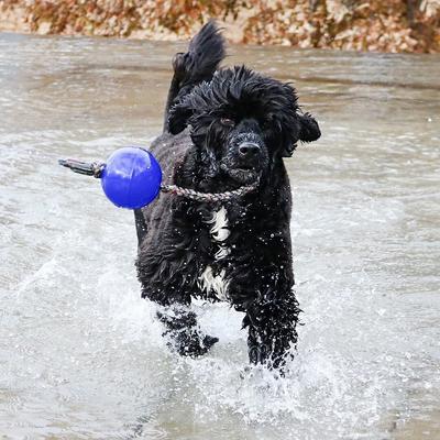 Show full view: Jolly Pets Romp-n-Roll Dog Toy, Blue, 4.5-in slide 2 of 6