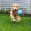 Show in main carousel: Jolly Pets Romp-n-Roll Dog Toy, Blueberry, 6-in slide 2 of 5