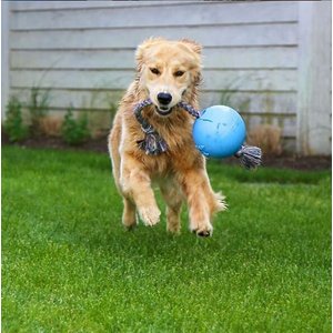 Jolly Pets Romp-n-Roll Dog Toy, Blueberry, 6-in