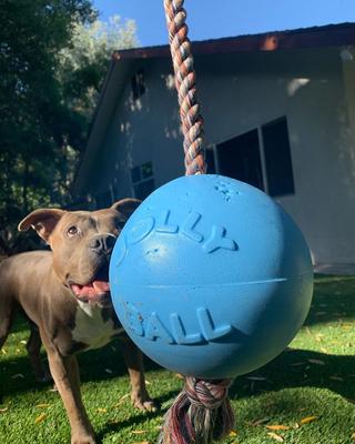 Show full view: Jolly Pets Romp-n-Roll Dog Toy, Blueberry, 8-in slide 3 of 7