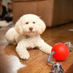 Jolly Pets Romp-n-Roll Dog Toy, Orange, 4.5-in slide 2 of 4
