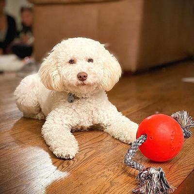 Show full view: Jolly Pets Romp-n-Roll Dog Toy, Orange, 4.5-in slide 2 of 6