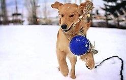 Jolly Pets Romp-n-Roll Dog Toy, Purple, 6-in slide 2 of 5