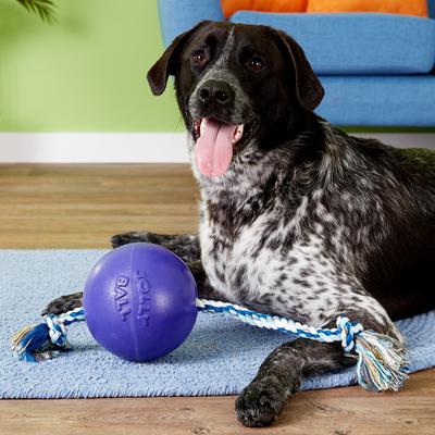 Show full view: Jolly Pets Romp-n-Roll Dog Toy, Purple, 6-in slide 5 of 7