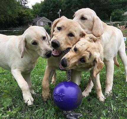 Show full view: Jolly Pets Romp-n-Roll Dog Toy, Purple, 8-in slide 2 of 6