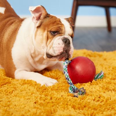 Show full view: Jolly Pets Romp-n-Roll Dog Toy, Red, 4.5-in slide 3 of 5