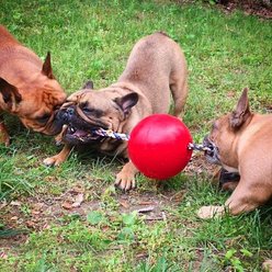 Jolly Pets Romp-n-Roll Dog Toy, Red, 6-in slide 2 of 5