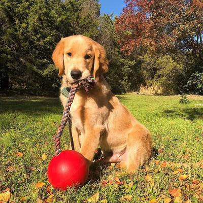 Show full view: Jolly Pets Romp-n-Roll Dog Toy, Red, 6-in slide 3 of 7